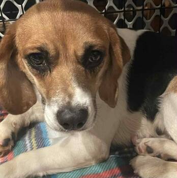 Rescue Beagle Dogs for Adoption in Plainfield, Illinois - Laila | PetCurious