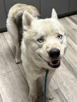 CRESCENT -  Siberian Husky and Mixed Breed Dog for Adoption in Redlands, California - CRESCENT | PetCurious