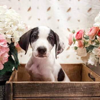 Libby -  Great Dane and Great Pyrenees Dog for Adoption in Newberg, Oregon - Libby | PetCurious