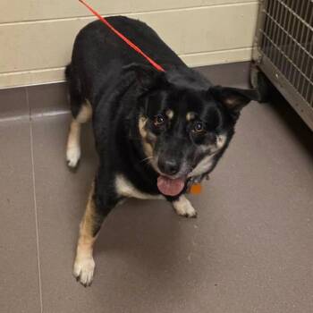 Shepherd and Mixed Breed Dogs Available for Adoption in Norman, Oklahoma - Ham | PetCurious