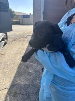 SUSAN -  Pit Bull Terrier and Mixed Breed Dog for Adoption in Ontario, California - SUSAN | PetCurious