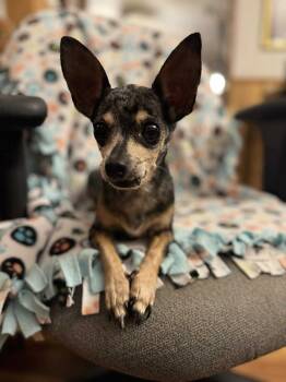 Rescue Chihuahua Dogs for Adoption in Gulfport, Mississippi - Baby Girl | PetCurious