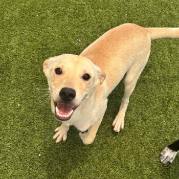 Yeti 8284 -  Labrador Retriever Dog for Adoption in Loxahatchee Groves, Florida - Yeti 8284 | PetCurious