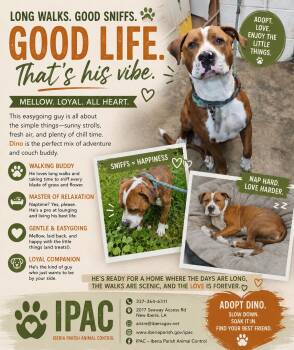 Dino -  Pit Bull Terrier Dog for Adoption in New Iberia, Louisiana - Dino | PetCurious
