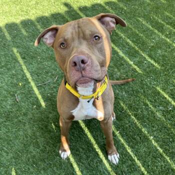 Mixed Breed Dogs Available for Adoption in Naperville, Illinois - Buster Brown | PetCurious