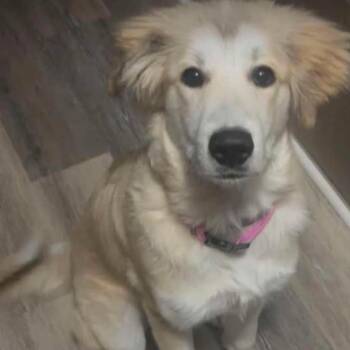 Dolly -  Golden Retriever and Great Pyrenees Dog for Adoption in Raeford, North Carolina - Dolly | PetCurious