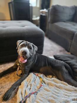 Mae -  Mastiff and Shar Pei Dog for Adoption in New London, Wisconsin - Mae | PetCurious