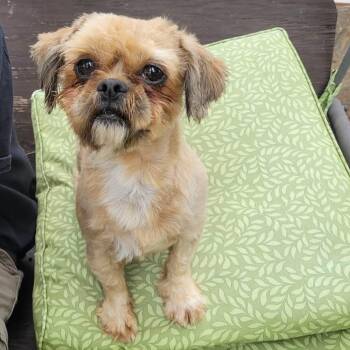Abram -  Shih Tzu Dog Available for Adoption in Hindsboro, Illinois - Abram | PetCurious