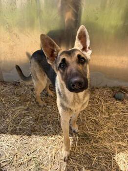Cupcake -  German Shepherd Dog Dog Available for Adoption in Suamico, Wisconsin - Cupcake | PetCurious