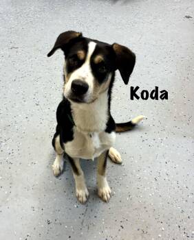 Hound Dogs Available for Adoption - Koda | PetCurious