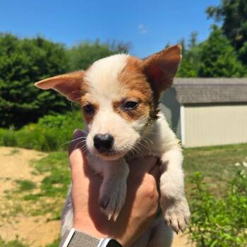 CT Peru -  Mixed Breed Dog for Adoption in Eastford, Connecticut - CT Peru | PetCurious