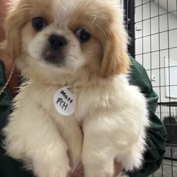 Matt -  Pekingese Dog for Adoption in Normal, Illinois - Matt | PetCurious