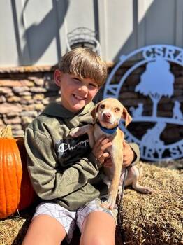 Rescue Beagle and Labrador Retriever Dogs for Adoption in Aiken, South Carolina - Silas | PetCurious