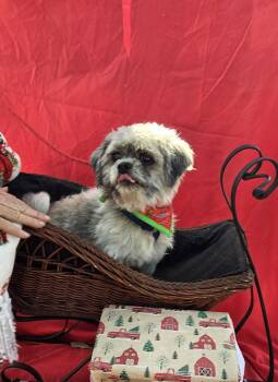 Shih Tzu Dogs Available for Adoption - Lawton MV14025-T LOCAL Adoption Event In Marysville 2/20 And 2/2 | PetCurious