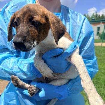 Indy -  Mixed Breed and Cattle Dog Dog for Adoption in Corinth, Mississippi - Indy | PetCurious