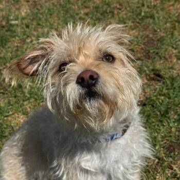 Jack Russell Terrier Dogs Available for Adoption in Goleta, California - Luke | PetCurious