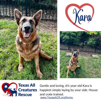 Rescue German Shepherd Dog Dogs for Adoption in Alvarado, Texas - Kara | PetCurious