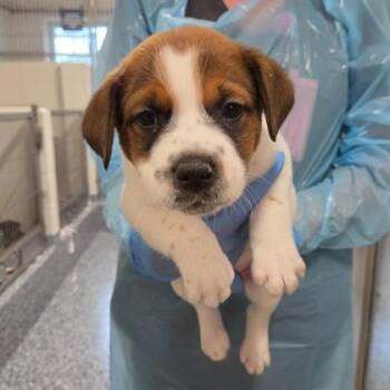 Shi -  Cattle Dog and Mixed Breed Dog for Adoption in Kansas City, Missouri - Shi | PetCurious