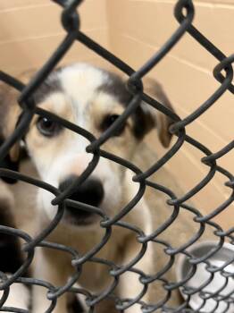 Great Pyrenees and Mixed Breed Dogs Available for Adoption in Burnsville, North Carolina - Chomper | PetCurious