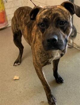 JULIUS -  Pit Bull Terrier Dog for Adoption in San Bernardino, California - JULIUS | PetCurious