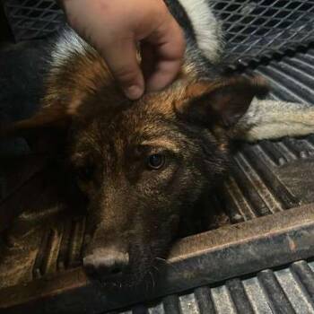 King -  Mixed Breed Dog for Adoption in Gadsden, Alabama - King | PetCurious