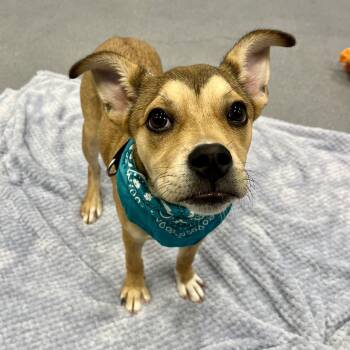 Mixed Breed Dogs Available for Adoption in Canal Winchester, Ohio - Cheeseburger | PetCurious