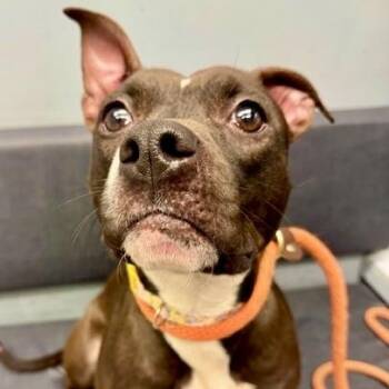 Pit Bull Terrier Dogs Available for Adoption in Buffalo, New York - Kim Possible | PetCurious