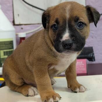 Rowan -  Mixed Breed Dog for Adoption in Jefferson City, Tennessee - Rowan | PetCurious
