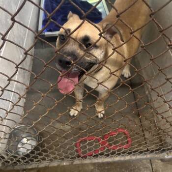 Bear -  Mixed Breed Dog for Adoption in Summerville, South Carolina - Bear | PetCurious