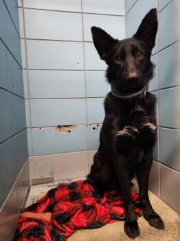 German Shepherd Dog and Mixed Breed Dogs Available for Adoption - BINGO | PetCurious