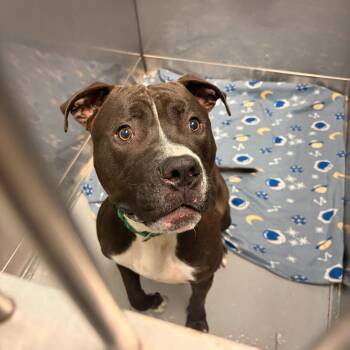 A hammock of Cake -  Mixed Breed Dog for Adoption in Davenport, Iowa - A Hammock Of Cake | PetCurious