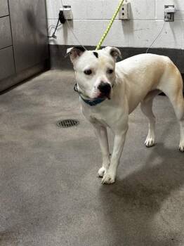 SPOOKY -  Pit Bull Terrier Dog for Adoption - SPOOKY | PetCurious