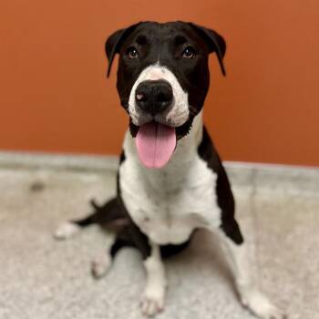BENCH -  Pit Bull Terrier and Mixed Breed Dog for Adoption in Modesto, California - BENCH | PetCurious