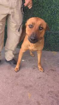 61146141 -  Shepherd and Mixed Breed Dog for Adoption in El Paso, Texas - 61146141 | PetCurious
