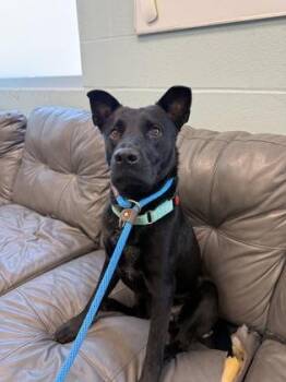 Trip -  Mixed Breed Dog for Adoption in Fishers, Indiana - Trip | PetCurious