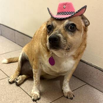 Rescue Chihuahua Dogs for Adoption - Fanny | PetCurious