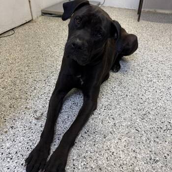 Mastiff and Mixed Breed Dogs Available for Adoption in Hattiesburg, Mississippi - Big Mama | PetCurious