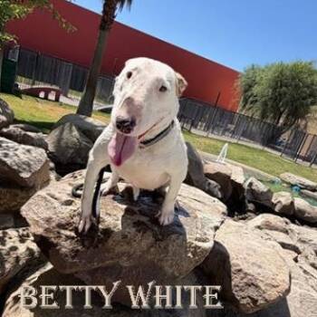 Betty White -  Bull Terrier Dog for Adoption in Palm Desert, California - Betty White | PetCurious