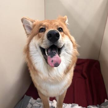 Vixen -  Chow Chow and Mixed Breed Dog for Adoption in Flagstaff, Arizona - Vixen | PetCurious
