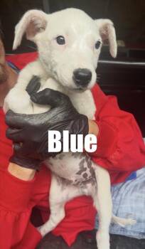 Blue -  Cattle Dog Dog for Adoption in Irwin, Pennsylvania - Blue | PetCurious