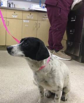 Chihuahua and Mixed Breed Dogs Available for Adoption in Riverside, California - SEQUOIA | PetCurious