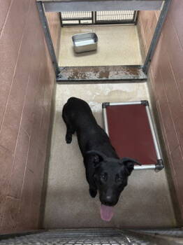 Rescue German Shepherd Dog Dogs for Adoption in Oakland, California - Brady | PetCurious