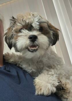 Mochi -  Shih Tzu Dog for Adoption in Henderson, Nevada - Mochi | PetCurious