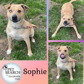 Rescue Carolina Dog and Mixed Breed Dogs for Adoption in Washington, Pennsylvania - Sophie | PetCurious