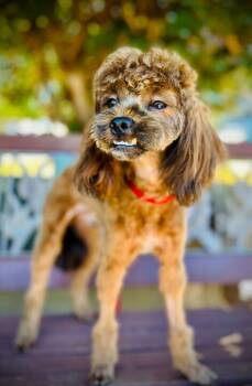 Rescue Poodle and Shih Tzu Dogs for Adoption in Pacolet, South Carolina - Andrew Oct 25 | PetCurious