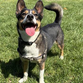 Mixed Breed Dogs Available for Adoption in South Burlington, Vermont - Echo | PetCurious