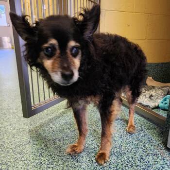 Max -  Mixed Breed Dog for Adoption - Max | PetCurious