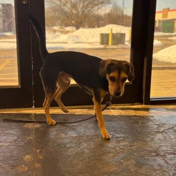 Beagle and Mixed Breed Dogs Available for Adoption - Bucky | PetCurious