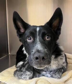 Border Collie and Mixed Breed Dogs Available for Adoption in Thousand Palms, California - HUNTER | PetCurious