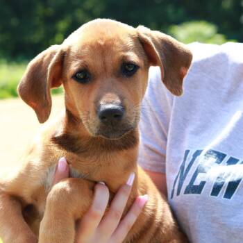 CT Princess Leia -  Shepherd and Mixed Breed Dog for Adoption in Eastford, Connecticut - CT Princess Leia | PetCurious
